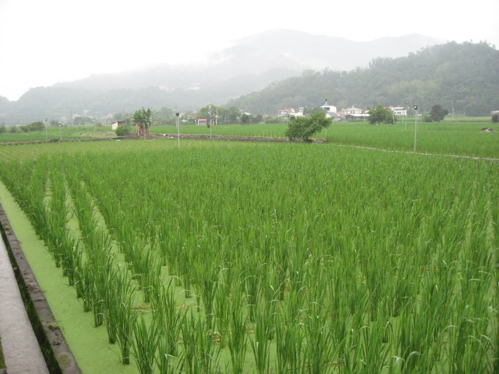 大豊泰昭の故郷、台湾埔里に広がるマコモダケ畑の風景